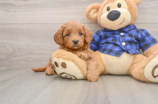 Little Mini Goldenpoo Poodle Mix Puppy