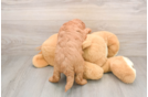 Popular Mini Goldendoodle Poodle Mix Pup