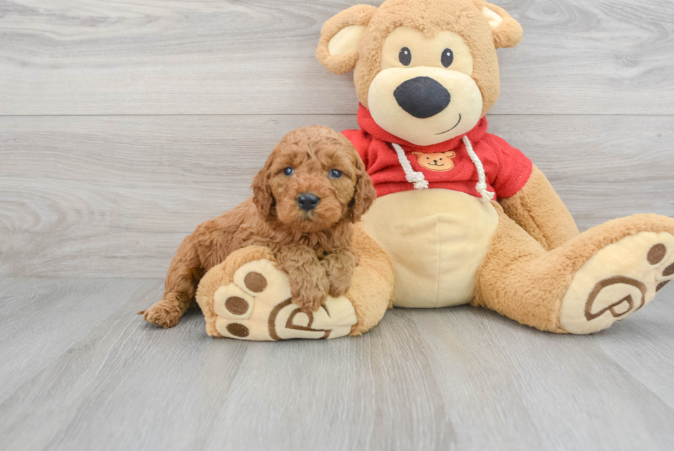 Hypoallergenic Golden Retriever Poodle Mix Puppy