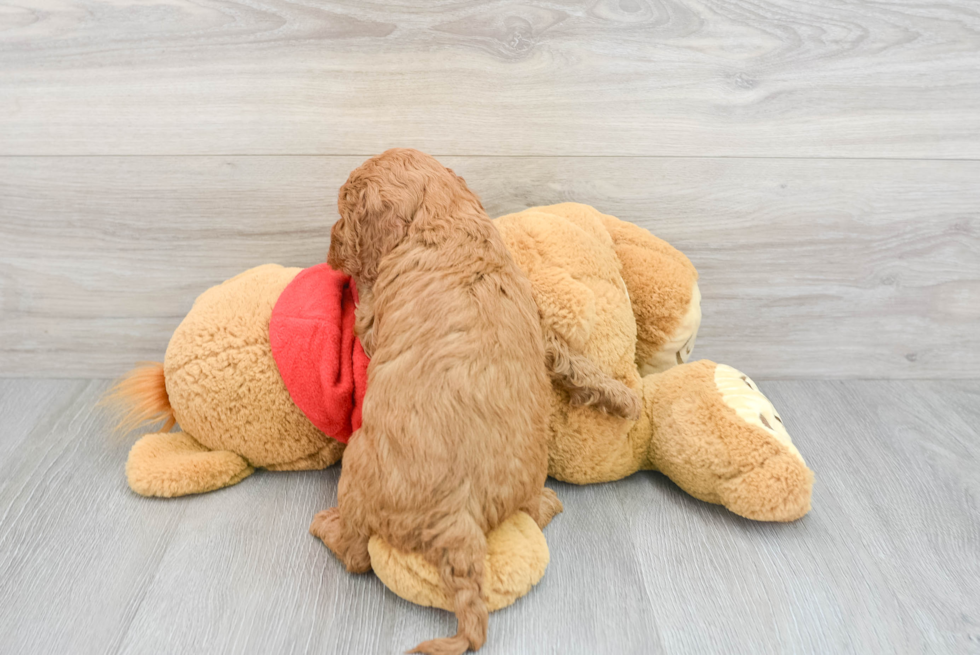 Energetic Golden Retriever Poodle Mix Puppy