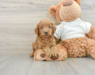 9 week old Mini Goldendoodle Puppy For Sale - Lone Star Pups