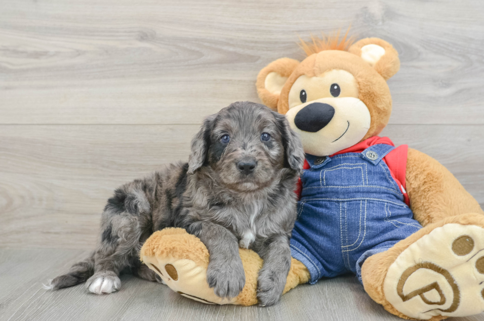 6 week old Mini Goldendoodle Puppy For Sale - Lone Star Pups