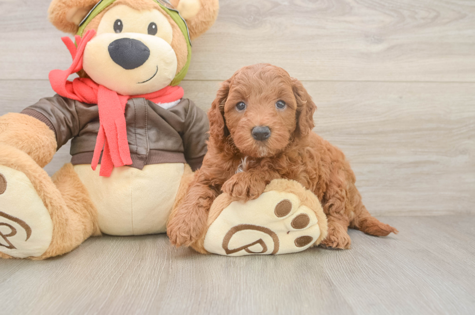 5 week old Mini Goldendoodle Puppy For Sale - Lone Star Pups