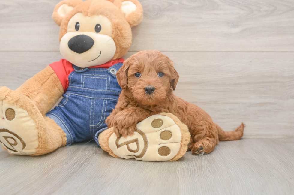 5 week old Mini Goldendoodle Puppy For Sale - Lone Star Pups