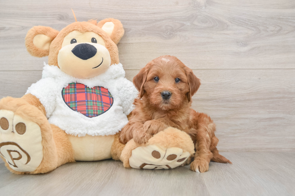 5 week old Mini Goldendoodle Puppy For Sale - Lone Star Pups