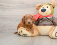 6 week old Mini Goldendoodle Puppy For Sale - Lone Star Pups