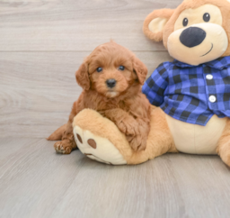 7 week old Mini Goldendoodle Puppy For Sale - Lone Star Pups