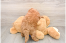 Hypoallergenic Mini Goldiepoo Poodle Mix Puppy