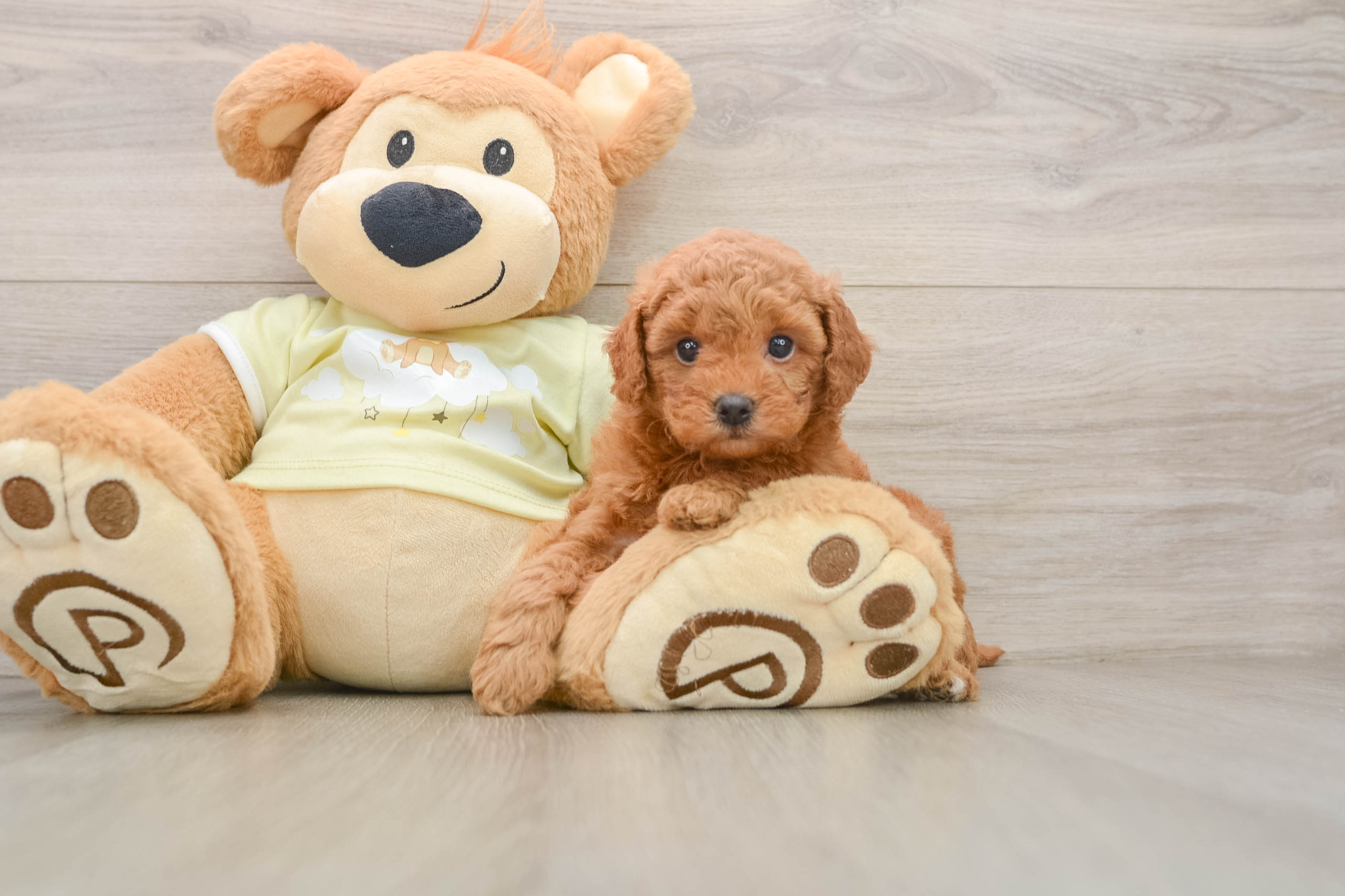Best Mini Goldendoodle Baby