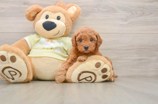 Best Mini Goldendoodle Baby