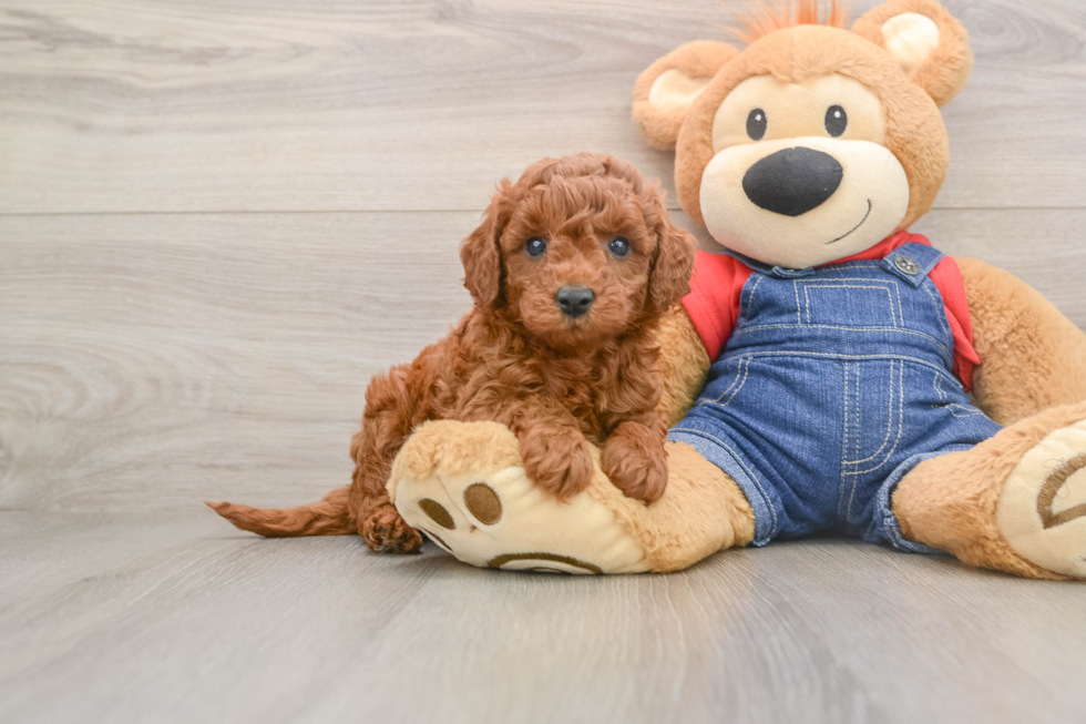 Happy Mini Goldendoodle Baby