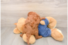 Best Mini Goldendoodle Baby