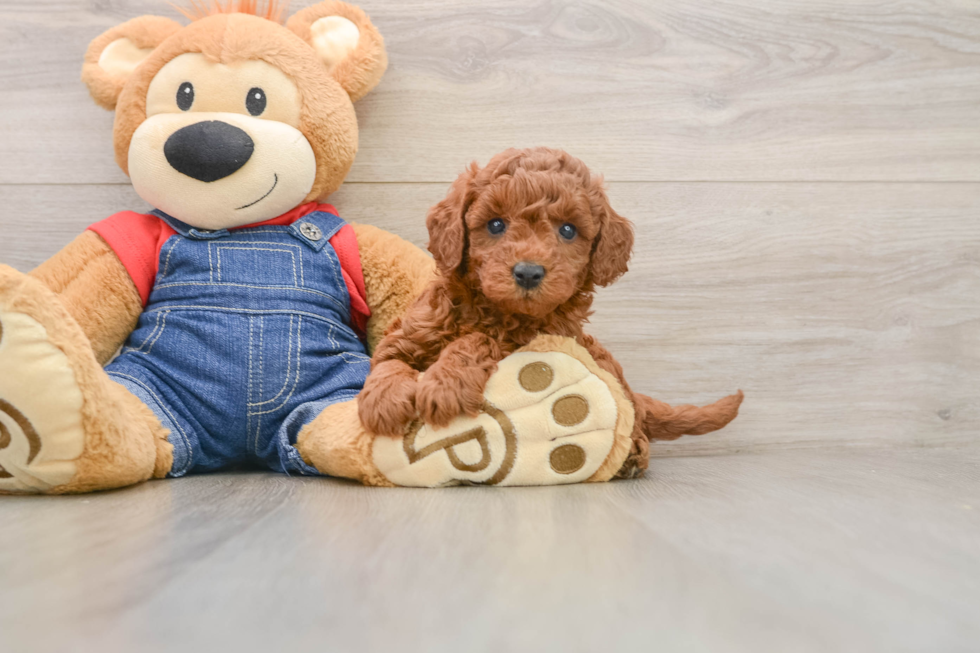 Playful Mini Groodle Poodle Mix Puppy