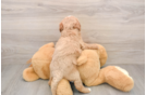 Small Mini Goldendoodle Baby