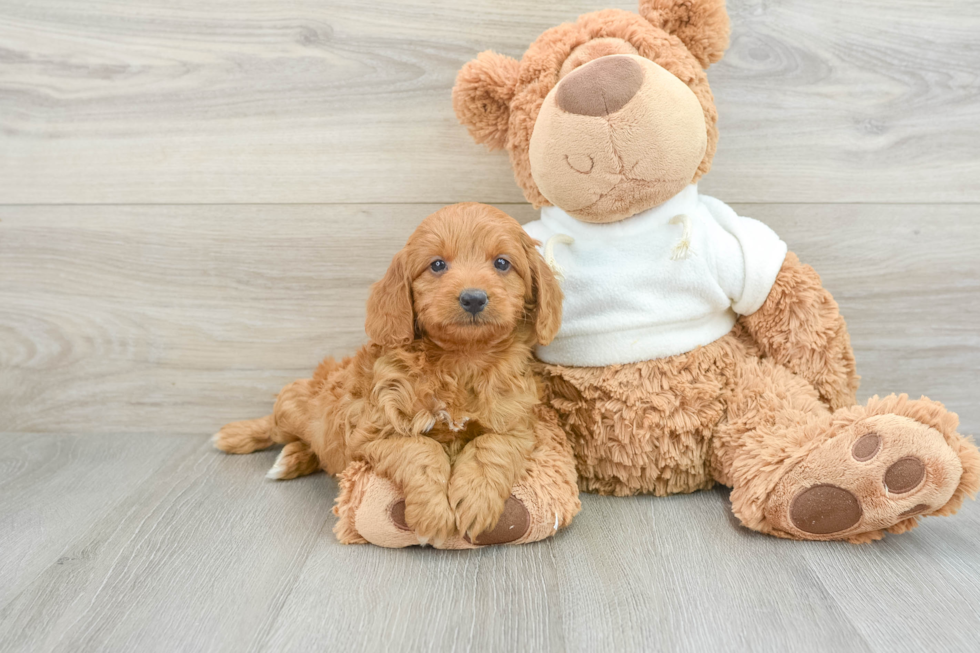 Adorable Golden Retriever Poodle Mix Poodle Mix Puppy