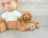 8 week old Mini Goldendoodle Puppy For Sale - Lone Star Pups