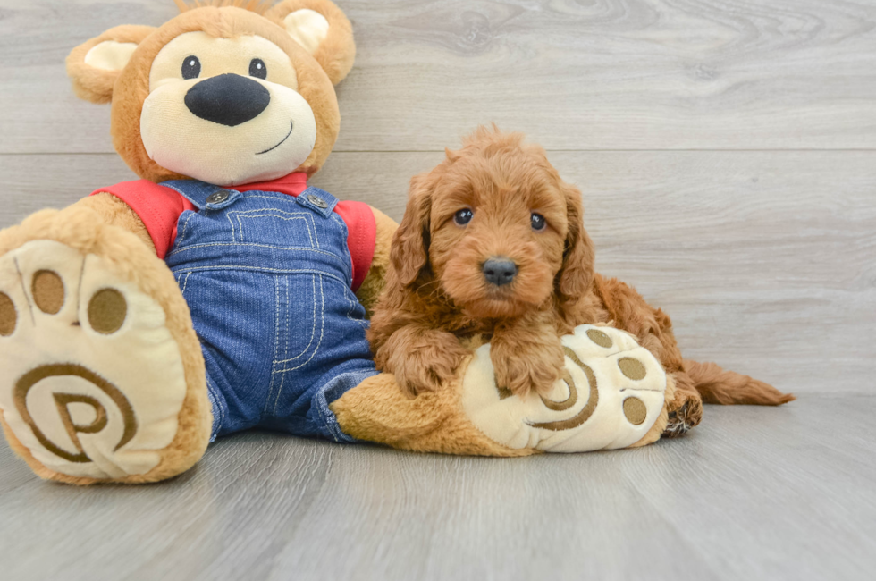 6 week old Mini Goldendoodle Puppy For Sale - Lone Star Pups