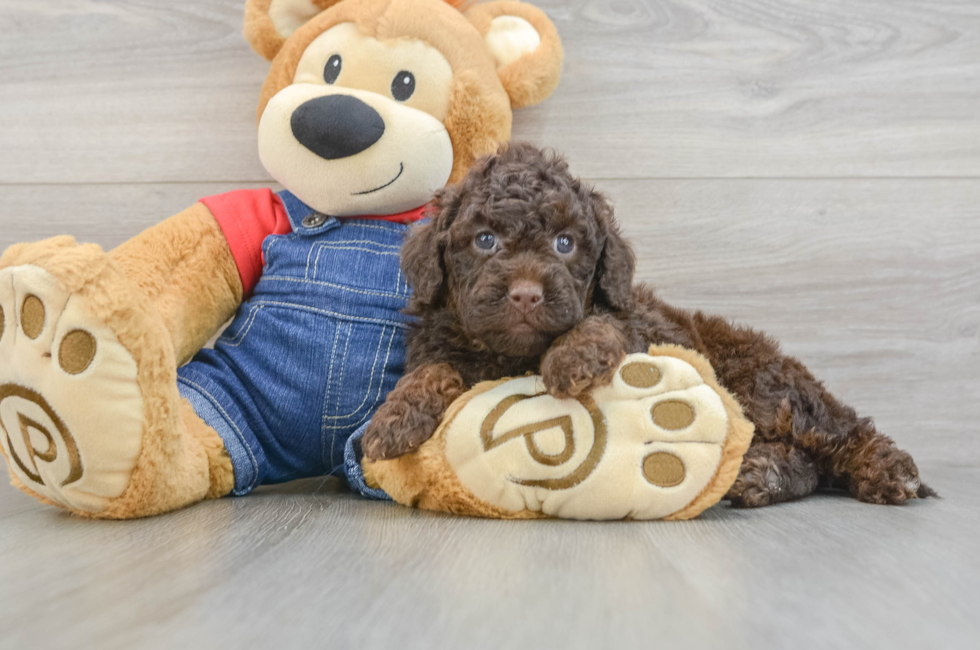 6 week old Mini Goldendoodle Puppy For Sale - Lone Star Pups