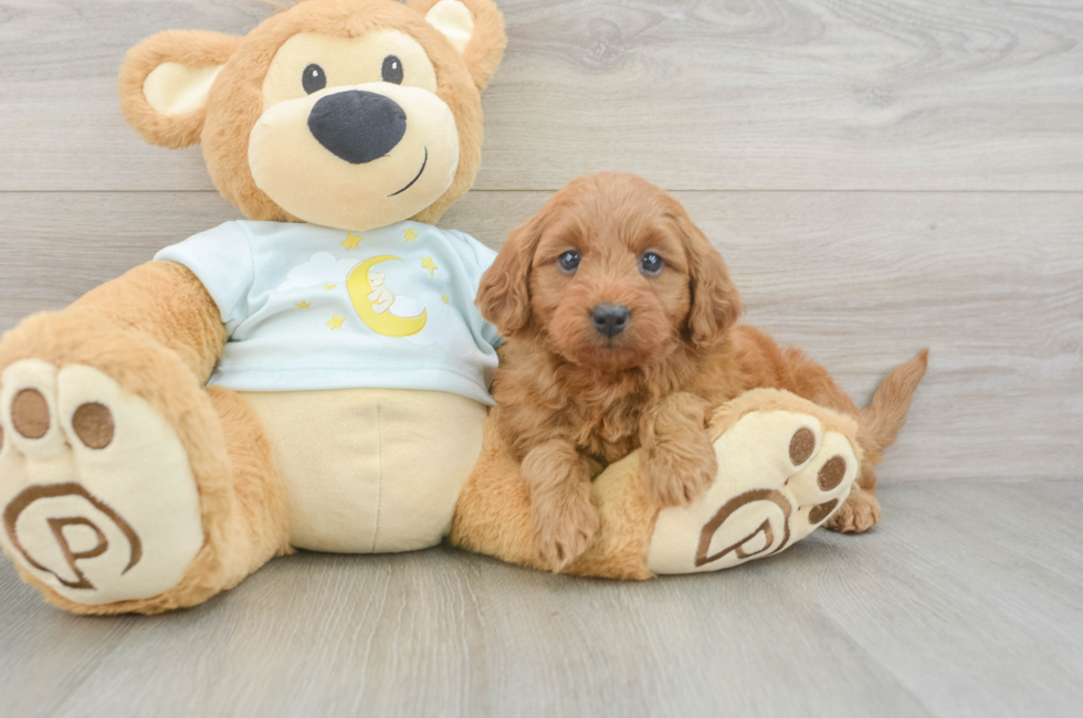 6 week old Mini Goldendoodle Puppy For Sale - Lone Star Pups