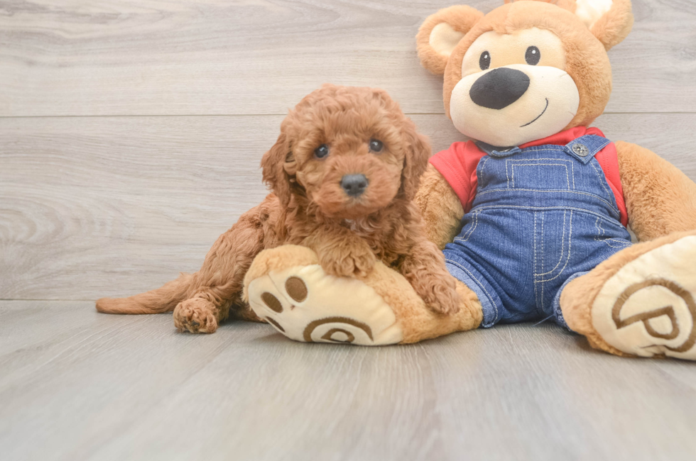 5 week old Mini Goldendoodle Puppy For Sale - Lone Star Pups