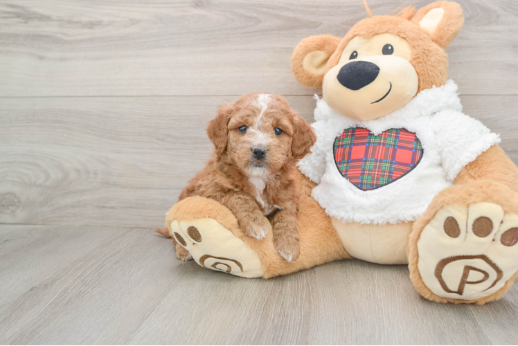 Fluffy Mini Goldendoodle Poodle Mix Pup