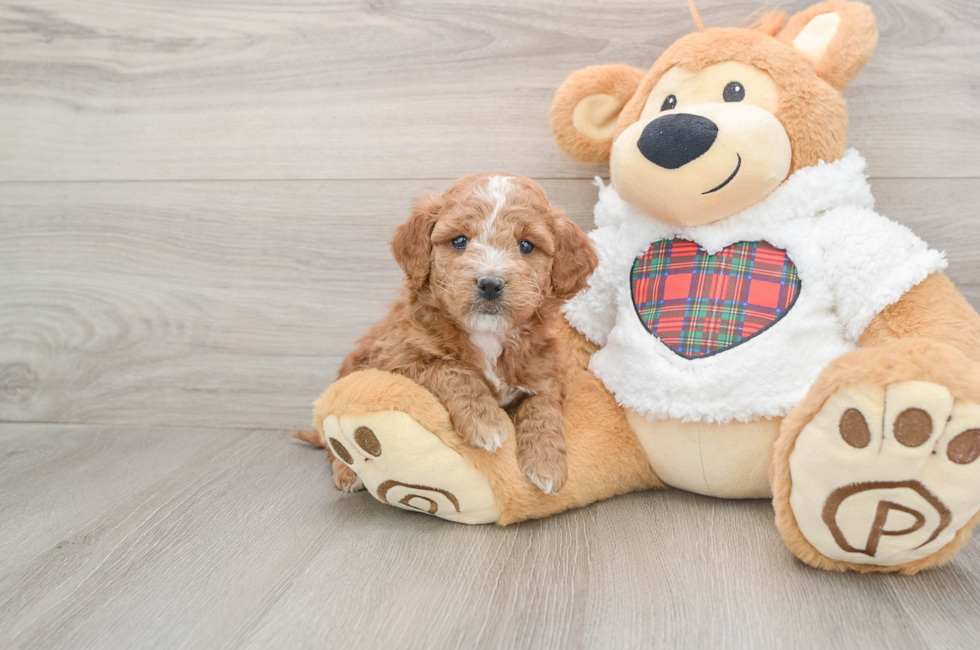 5 week old Mini Goldendoodle Puppy For Sale - Lone Star Pups