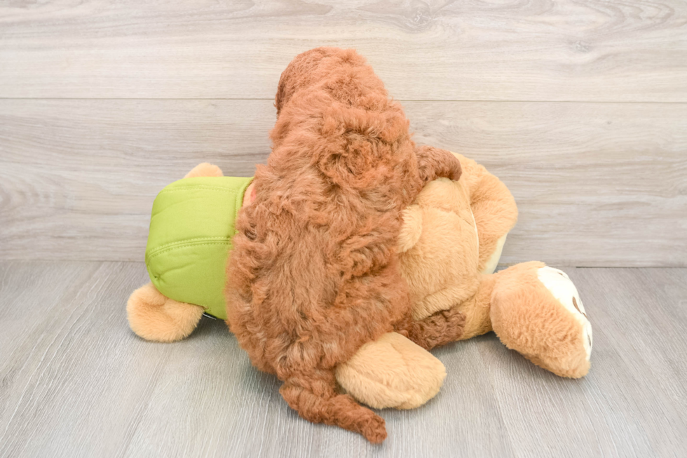 Playful Mini Groodle Poodle Mix Puppy