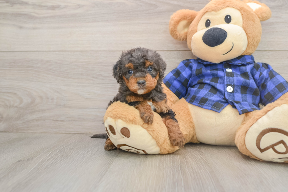 Energetic Golden Doodle Poodle Mix Puppy