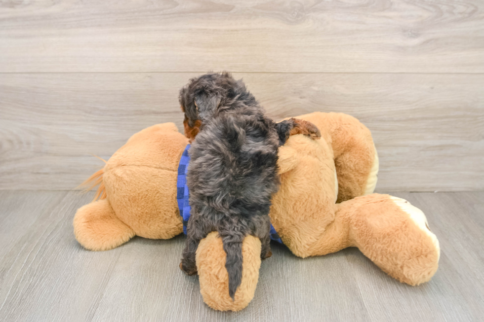 Best Mini Goldendoodle Baby