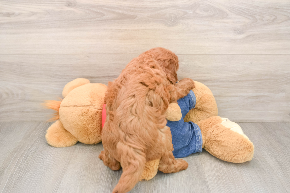 Mini Goldendoodle Puppy for Adoption