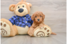Sweet Mini Goldendoodle Baby