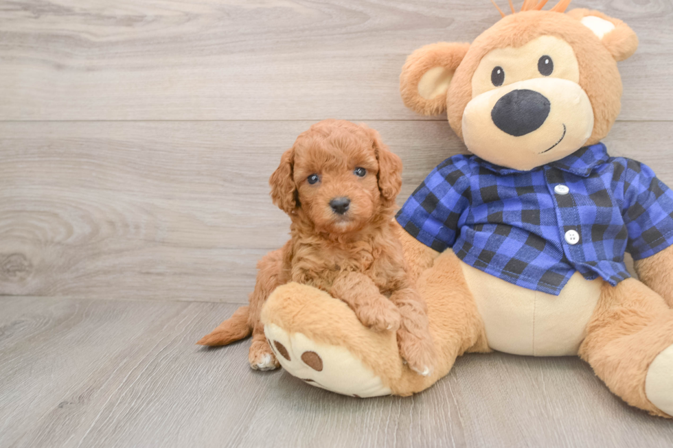 Petite Mini Goldendoodle Poodle Mix Pup