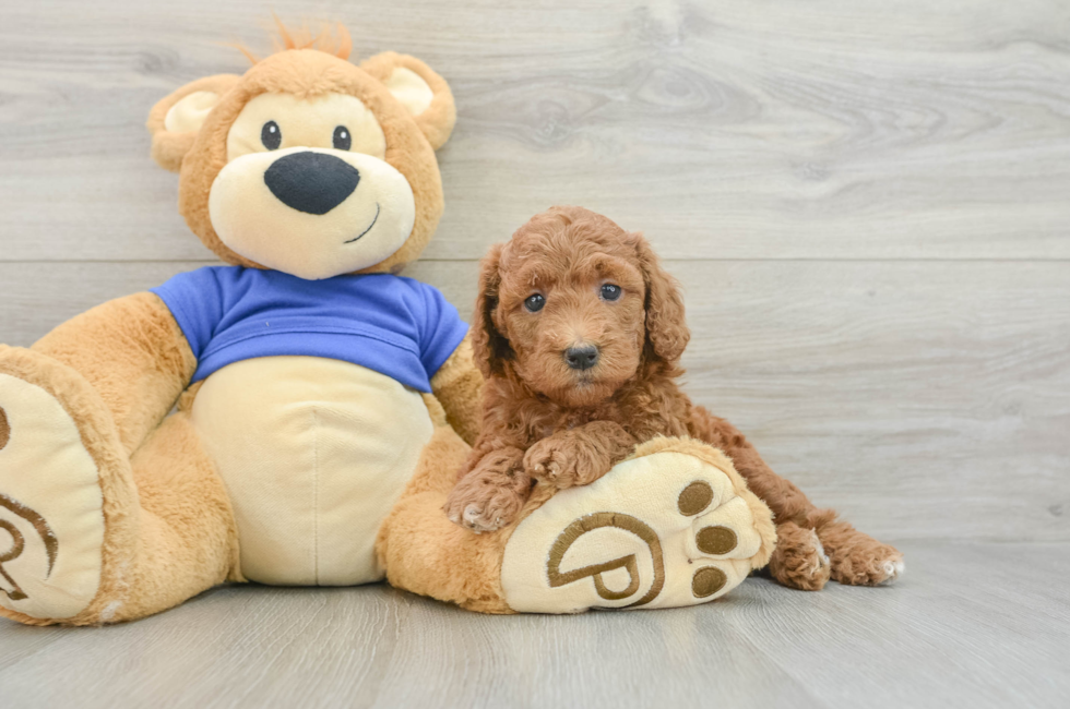 6 week old Mini Goldendoodle Puppy For Sale - Lone Star Pups