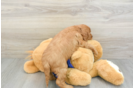 Mini Goldendoodle Puppy for Adoption