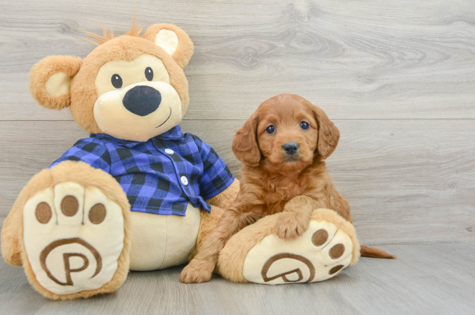 5 week old Mini Goldendoodle Puppy For Sale - Lone Star Pups