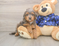7 week old Mini Goldendoodle Puppy For Sale - Lone Star Pups