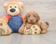 7 week old Mini Goldendoodle Puppy For Sale - Lone Star Pups