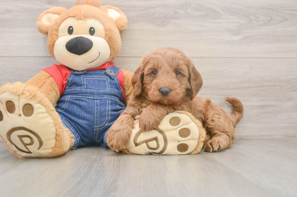 5 week old Mini Goldendoodle Puppy For Sale - Lone Star Pups