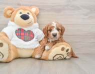 6 week old Mini Goldendoodle Puppy For Sale - Lone Star Pups