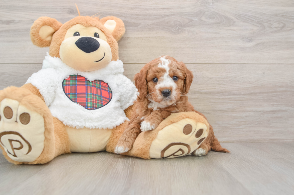 5 week old Mini Goldendoodle Puppy For Sale - Lone Star Pups