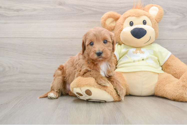 Mini Goldendoodle Puppy for Adoption