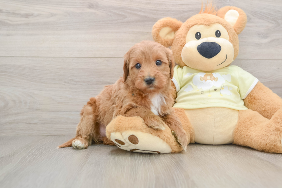 Mini Goldendoodle Puppy for Adoption