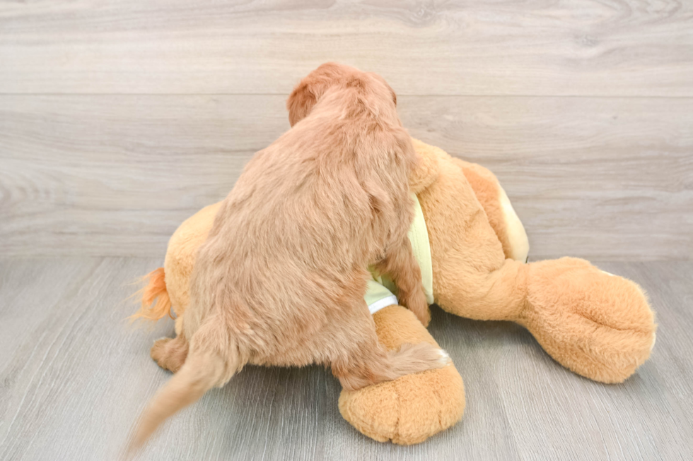 Mini Goldendoodle Pup Being Cute