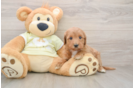 Mini Goldendoodle Puppy for Adoption