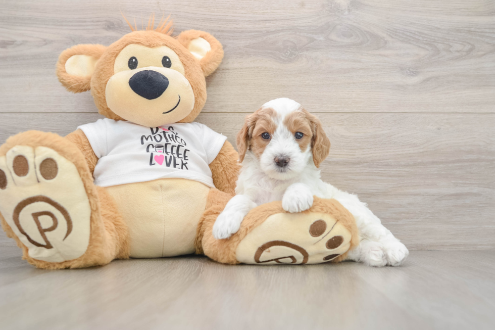 Petite Mini Goldendoodle Poodle Mix Pup