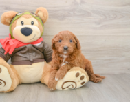 7 week old Mini Goldendoodle Puppy For Sale - Lone Star Pups