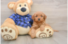 Popular Mini Goldendoodle Poodle Mix Pup