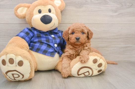 Popular Mini Goldendoodle Poodle Mix Pup