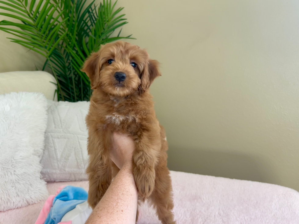 Best Mini Goldendoodle Baby