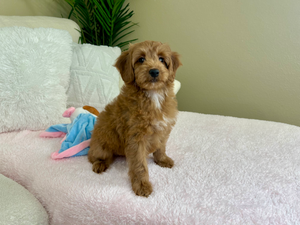 Cute Mini Groodle Poodle Mix Puppy